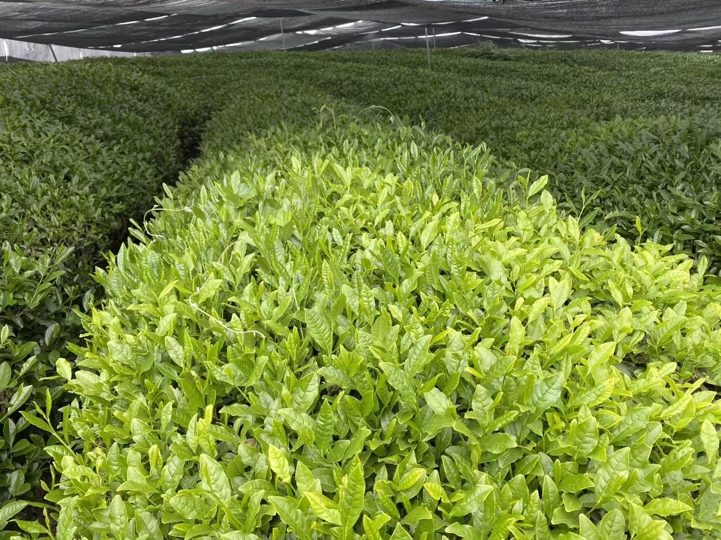 Selected tea raw materials