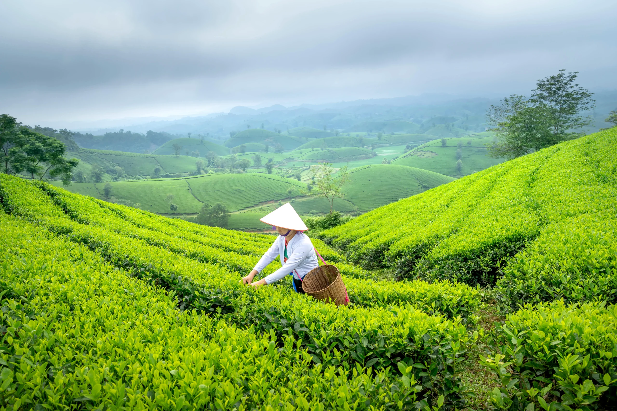 Tea harvesting for matcha production