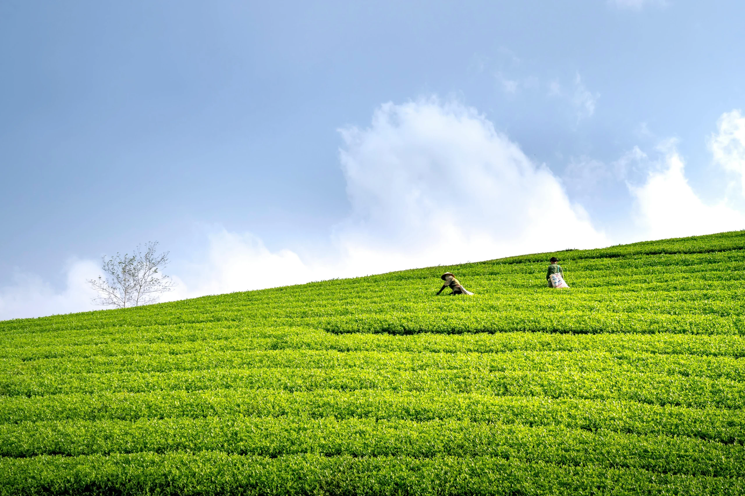Fresh tea leaves for matcha production